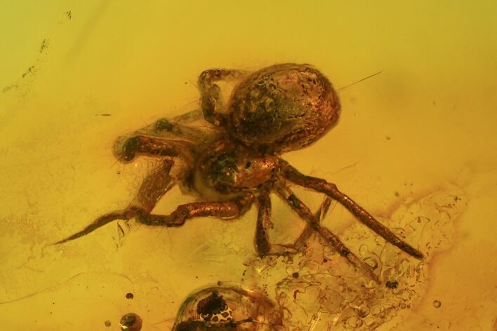 Detailed Fossil Spider (Aranea) In Baltic Amber #84591